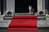 Purrmenant office: Move over Larry: Maximus the PM's cat grabs Belgium spotlight