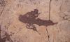 Ancient imprints: Bolivian tracksite reveals dinosaur behaviour...