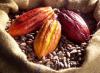 Cameroon Cocoa Market Sees CFA170 Rebound After Prolonged Decline