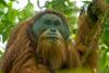 Scientists warn Cyclone Senyar may have pushed Tapanuli orangutan closer to extinction