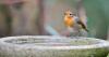 Attract robins to garden with certain food you need to leave out before Christmas