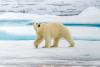 Science NBC News Polar bears are rewiring their own genetics to survive a warming climate