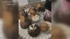 Virginia Beach entrepreneur honors family through baking business