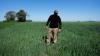 A farmer in a wheat field near Rosario, Argentina
