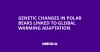 Genetic Changes in Polar Bears Linked to Global Warming Adaptation