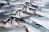 Armenia the sixth  largest exporter of fish to the Russian market