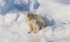 Science Nautilus A Warming Arctic May Be Changing Polar Bears’ DNA