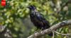 Why a crow who dislikes you will never forget you: The science of memory, revenge and social learning