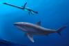 Science Associated Press Before megalodon, researchers say a monstrous shark ruled ancient Australian seas