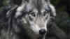 Colorado gray wolf captured by New Mexico Game and Fish and returned to state
