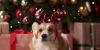 Consumer Reports says these are the best presents for pets, their families