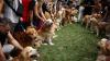 Argentine golden retrievers chase world record