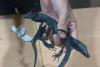 Egyptian arrested in Indonesia for smuggling protected native reptiles