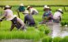 House increases agri budget to P292.9B in 2026 budget
