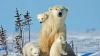 Scientists discover polar bears mutating DNA to survive in warmer environments