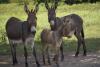 Gwanda anti-stocktheft group recovers 21 donkeys stolen from Botswana