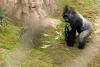 The gorillas are back in town: San Antonio Zoo’s Congo Falls opens Saturday