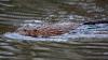 Beavers in Pennsylvania: Wildlife impact and where to spot them | Lehigh Valley Nature Watch