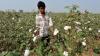 Textile industry calls for removal of import duty on cotton