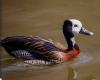 Rare Sighting of White-Faced Whistling Duck in Eastern Libya