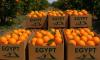 Egypt’s Agricultural Exports Hit Historic High