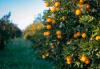 Moroccan Citrus Exports to Germany Soar to $12.1 Million