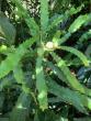 Tropical Gardening: Christmas holly rare in Hawaii, but macadamia leaves are in abundance