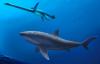 Giant shark ruled ancient Australian seas –scientists