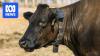 Farms go fence free with tech likened to an 'Apple Watch for cows'