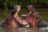 Pablo Escobar's hippos are saving Colombia's wetlands