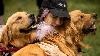 Pawwwdorable moment at Buenos Aires: More than 2,300 golden retrievers gathered together
