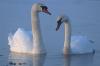 Majestic Swans Make Kerkini Lake in Greece Their Home for Winter