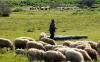 For Greece’s Lonely Shepherds, Pox in Wrong Places
