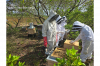 Guyana’s Apiculture Sector Embraces Digital Traceability