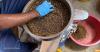 Can a ‘magical’ insect help Madagascar battle malnutrition, deforestation?
