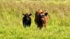 Back home on the ranch: Two cows returned under new agriculture crimes law in Hawaiʻi