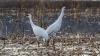 Wheeler refuge: Alabama birding winter wonderland, home to elegant and endangered cranes
