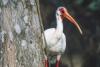 Declining U.S. Bird Populations Worry Environmentalists