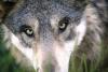 Colorado Wolf Returned After New Mexico Capture
