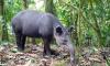 Costa Rica’s Mighty Baird’s Tapir is the Quiet Giant of the Forest