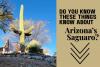 Why The Saguaro Cactus Is Arizona's Unique Treasure