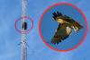The Fascinating World of Arizona's Red-Tailed Hawks