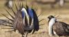 Ranchers in southeast Oregon helped keep sage grouse off the endangered list. Now, lithium mining could pose a new threat