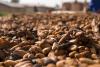 Cocoa Prices Plummet on Beneficial Weather in West Africa