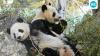 Twin Pandas may have to leave Japan amid political tiff with China over Taiwan