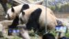 Japan to send 2 pandas back to China amid row