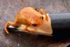 Scientists discover orange toad species so tiny it can fit on pencil tip