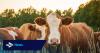 Bird flu virus adapting to infect cows, scientists warn