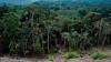 Fraudulent networks fuel deforestation and illegal timber exports in Cameroon