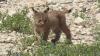 Spanish scientists create first Iberian Lynx embryos in laboratory breakthrough